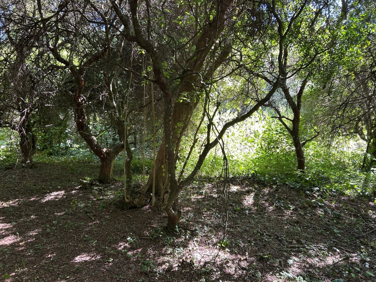 En venta lote 18x60 calle Moreno entre Pringles y Laprida, Punta del Indio