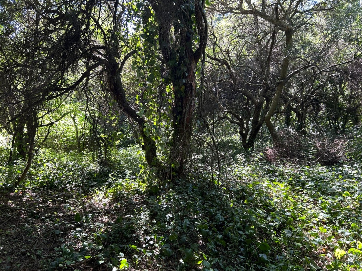 En venta lote 18x60 calle Moreno entre Pringles y Laprida, Punta del Indio