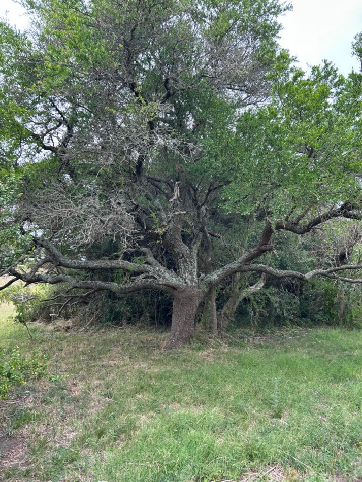 En venta lote de 20x70 en calle Mamboreta, Punta del Indio